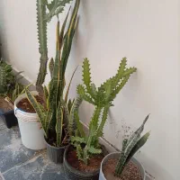 فروش تعداد گل