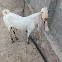 فروش پازن گلابی