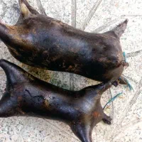 فروش انواع هیزه