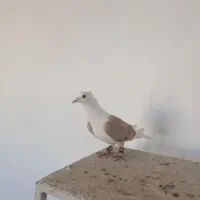 گمشده انگشتر