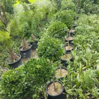 کامیس نوکدار.یاس پایه دار