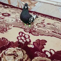 کبوتر|پرنده|حمیدیه, |دیوار