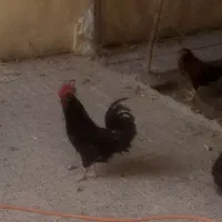 خروس کامل سیاه ریشو