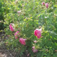 گل محمدی|گل و گیاه طبیعی|یامچی, |دیوار