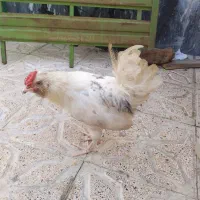 مرغ وخروس