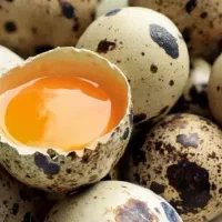 تخم بلدرچین خوراکی و نطفه دار(تولیدبه صورت روزانه)