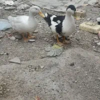 ۲عدد اردک فروشی جفت باهم ۱۵۰۰