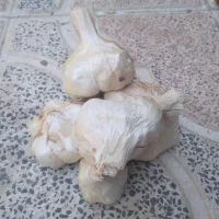 سیر تند و مرغوب همدان درجه ۱