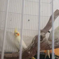 عروس هلندی جفت آماده تخم