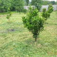 باغ-قدیمی-الهیه