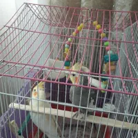 عروس هلندی