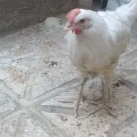 مرغ فروشی