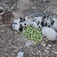 فروش خرگوش پشمالو و مهربون