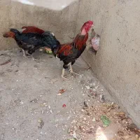 خروس