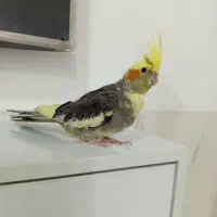عروس هلندی سالم نر کامل دستی