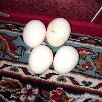 تخم مرغ لاری اصیل نطفه دار