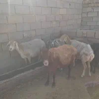 گوسفند|حیوانات مزرعه|ششتمد, |دیوار