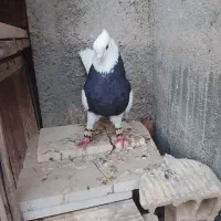 کفتر سرور و طوقی حسابی