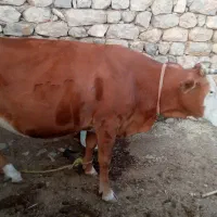 گاو سیمنتال