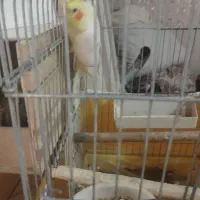 عروس هلندی نر ماده به شرط تخم جوجه سخنگو