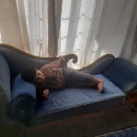 مبل
