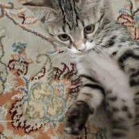 واگذاری بچه گربه