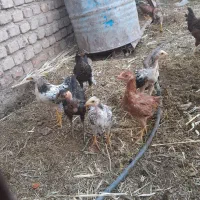 جوجه محلی