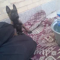 مالینیوز