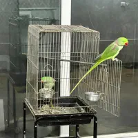 شاه طوطی نر