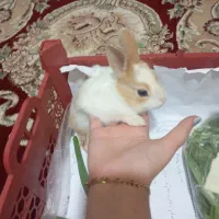 خرگوش