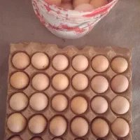 تخم مرغ محلی