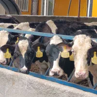 13راس گوساله پای کل هلشتاین شرکتی ارسباران