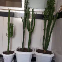 گل طبیعی