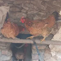مرغ کشاورزی