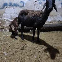 گوسفند بره مار
