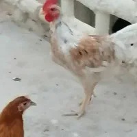 فروش خروس لا کندزی 5 ماه سالم وسلامت