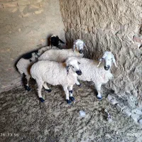 گوسفند مناسب برای قربانی