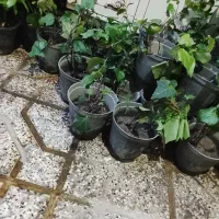 گل پاپیتال