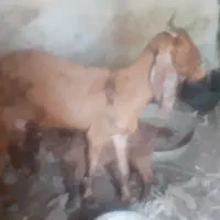 بزنجدی