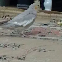 عروس هلندی
