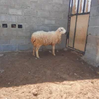 فروش غوچ قربانی اطراف بندرلنگه