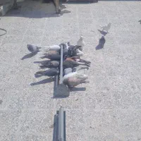 کبوتر پرشی