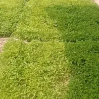 نشاء