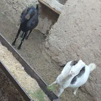 بز دورگه