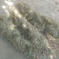 علف گیاه خشک