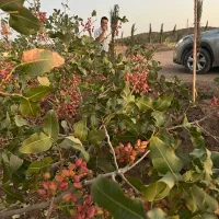 فروش زمین پسته اکبری بر اتوبان