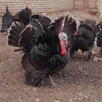 بوقلمون برنز سینه پهن|حیوانات مزرعه|تربت جام, میان جام|دیوار