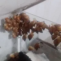 حلزون معاوضه