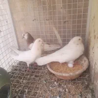 کفتر