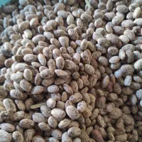 فروش لوبیا ارتشی